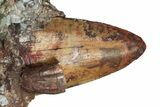 Nine Phytosaur (Redondasaurus) Teeth In Sandstone - New Mexico #62901-4